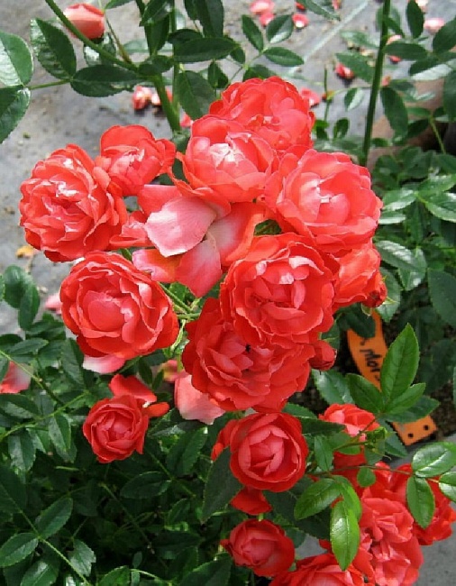 Роза почвопокровная Оранж Морсдаг